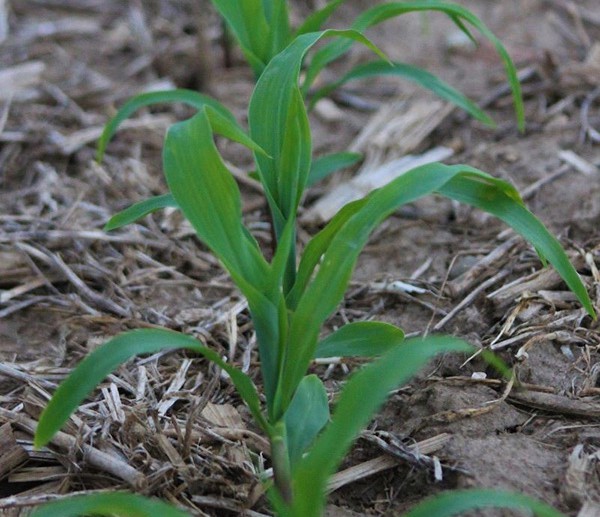 Corn Stand & Emergence Corn Emergence